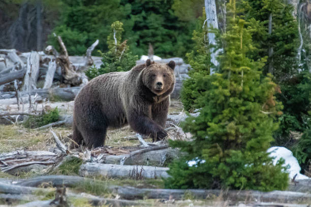 istock Grizzly bear 399 1127143212
