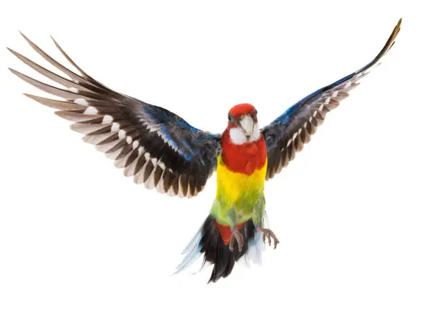 parrot Rosella parrot in flight isolated on white background