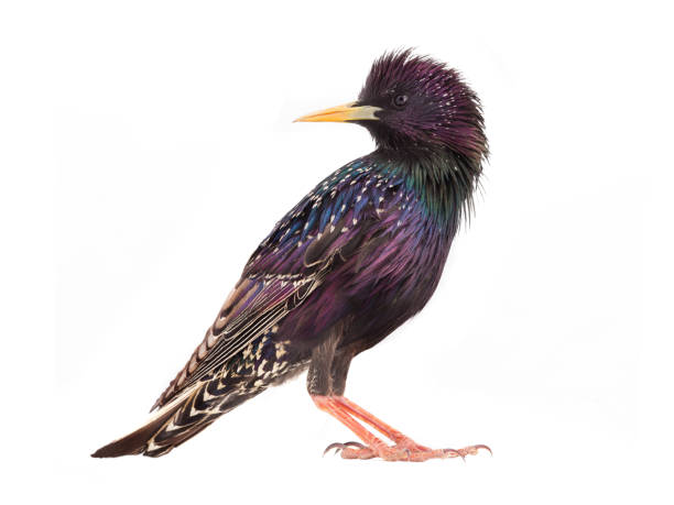 colorful plumage of a European Starling (Sturnus vulgaris) spring, isolated on a white background