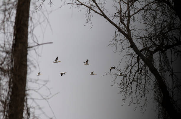 istock Pelicans flying in a winter landscape with bare branches 1127144929