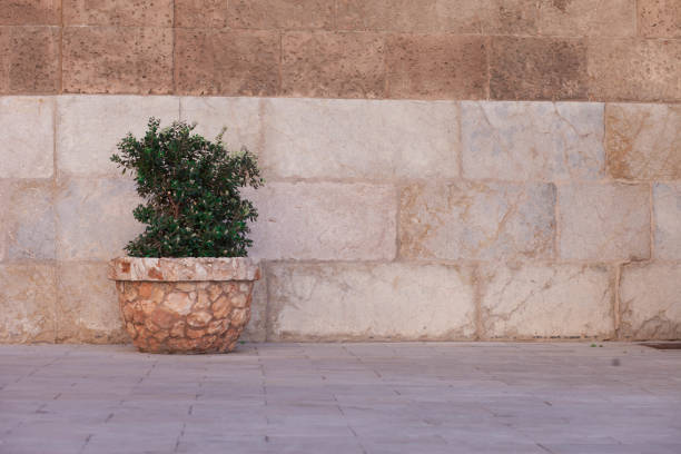 istock Flowerbed with bushes in the old town 1127145393