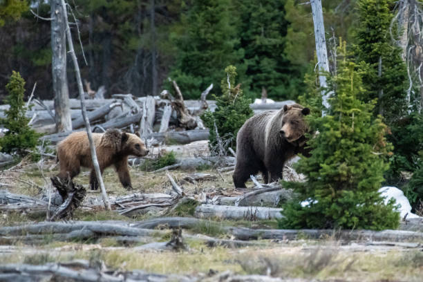 istock Grizzly bear 399 and cub 1127145426