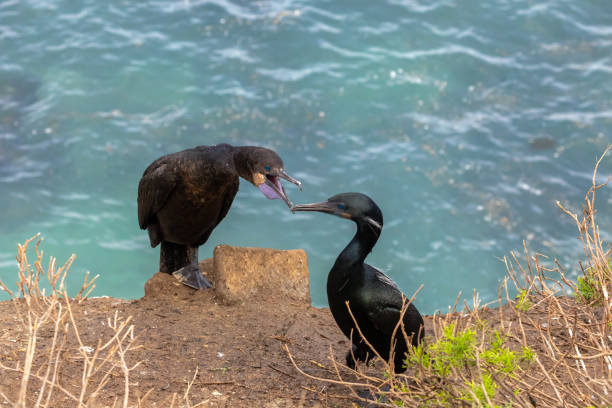 kormorane vogel auf der klippe - crested cormorant stock-fotos und bilder