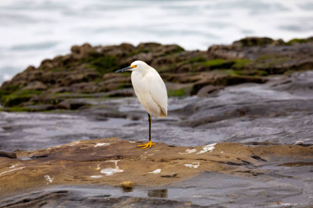 istock Egret standing on one leg, on the rocks 1127146389