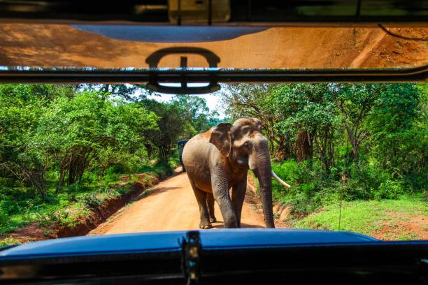 istock Elephant encounter on safari in Yala National Park 1127147626