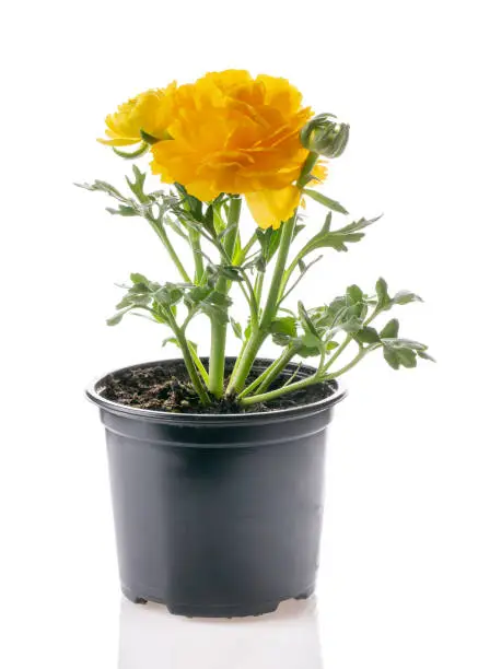 Potted yellow ranunculus flower isolated on white. Flowering plants for your garden. Gardening concept.