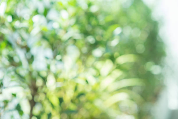 istock abstract blurred clean nature forest with sunny and bokeh light in public park  panoramic horizontal background 1127148062