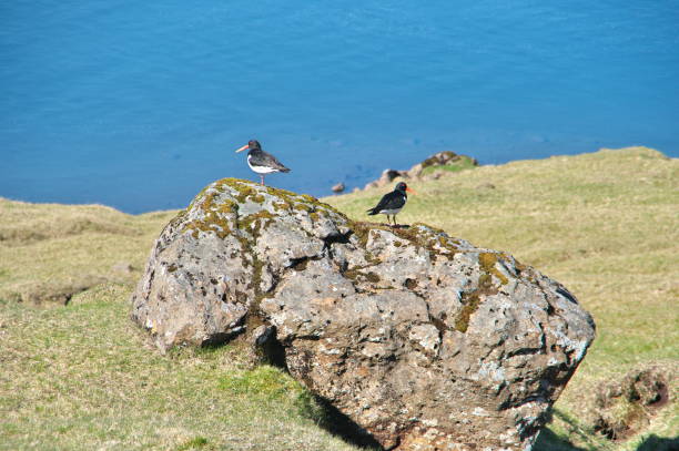 istock Two Haematopus ostralegus (oystercatcher, common pied oystercatcher, palaearctic oystercatcher or Austernfischer) on the stone. 1127148199