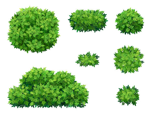 ilustrações de stock, clip art, desenhos animados e ícones de green bushes and tree crown. - copse