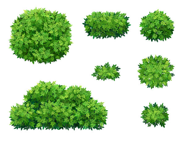 Green bushes and tree crown. Set of green bush and tree crown of different shapes. Ornamental plant shrub for decorate of a park, a garden or a green fence. Thick thickets of shrubs. Foliage for spring and summer card design. ornamental plant stock illustrations