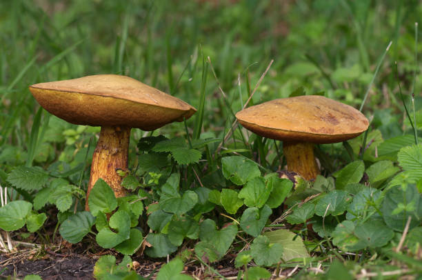 Suillellus luridus in a spruce forest. Formerly Boletus luridus, commonly known as the lurid bolete. Very good edible mushroom. Suillellus luridus edible fungus. Cepe stock pictures, royalty-free photos & images