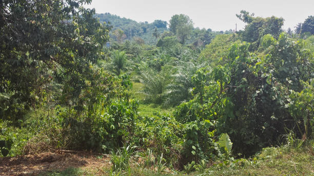 istock a path in the jungle in thailand 1127149941