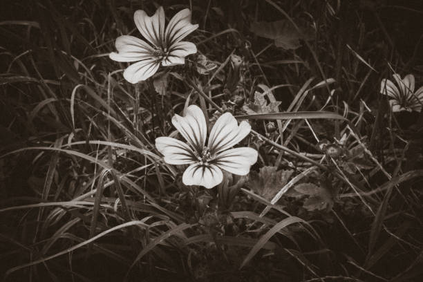 istock Monochrome photo with white flowers 1127150048