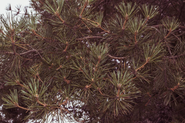 istock Natural background, photo of pine branches 1127150098