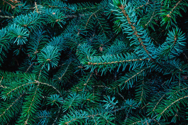 istock Natural background, photo of Christmas tree branches 1127150124