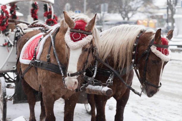украшенные рождественские лошади и перевозки. красивые лошади на улице - winter snow livestock horse стоковые фото и изображения