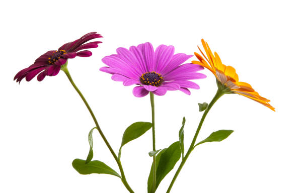 istock Osteosperumum Flower Daisy Isolated 1127151277