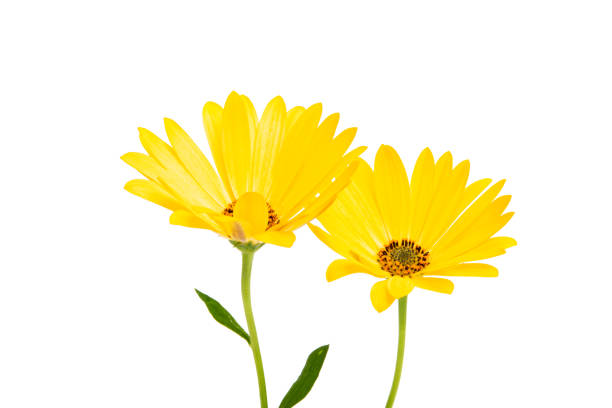 istock Osteosperumum Flower Daisy Isolated 1127151590