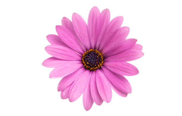 istock Osteosperumum Flower Daisy Isolated 1127151713