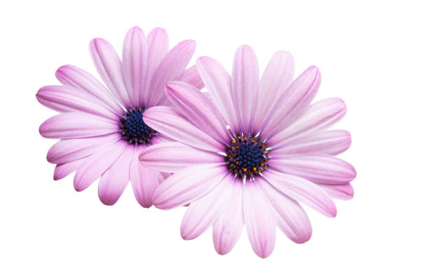 istock Osteosperumum Flower Daisy Isolated 1127152632