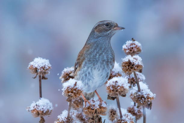 istock European dunnock in winter 1127152743