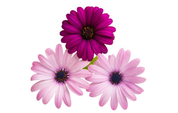 istock Osteosperumum Flower Daisy Isolated 1127152745