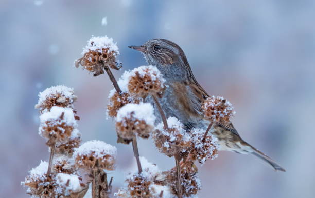 istock European dunnock in winter 1127152779