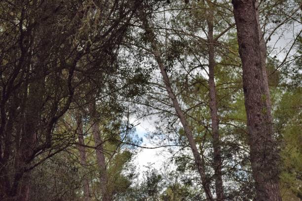 Ray of light Rays of natural light among the branches of the trees of a forest luz solar stock pictures, royalty-free photos & images