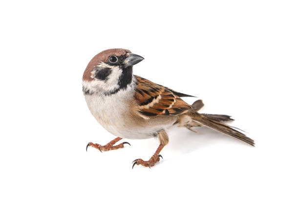 istock Eurasian Tree Sparrow, Passer montanus, isolated on white background 1127154189