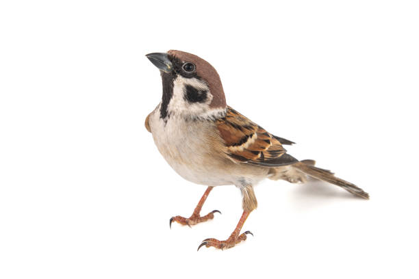 istock Eurasian Tree Sparrow, Passer montanus, isolated on white background 1127154191
