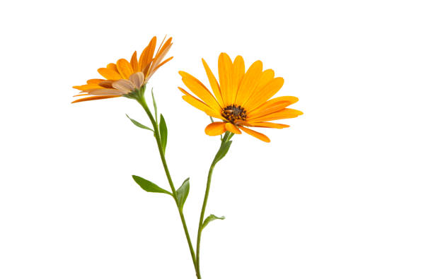istock Osteosperumum Flower Daisy Isolated 1127154496