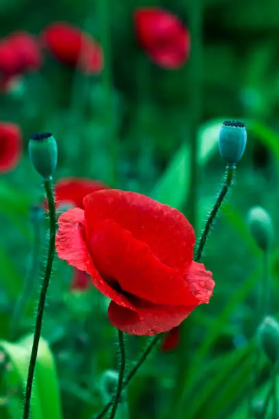Red poppy on green weeds field. Poppy flowers.Close up poppy head. red poppy.Red poppy flowers field. Papaver rhoeas