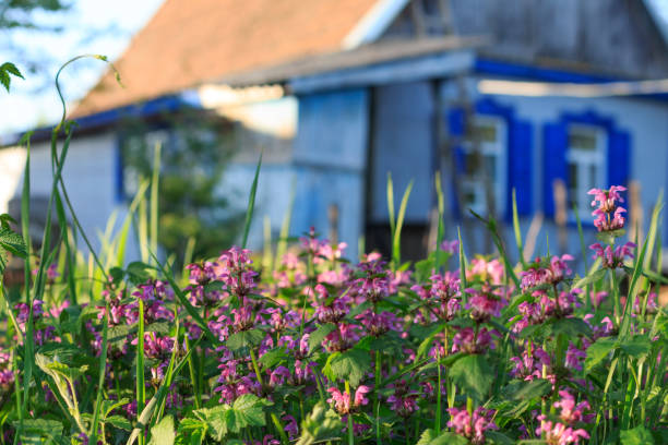 istock rural landscape with blooming grass and a rustic house in the background 1127155631
