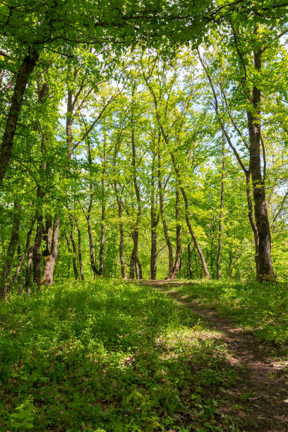 istock old walkway in the forest in the Sunny spring afternoon 1127155637