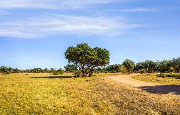 istock Safari road in Kenya 1127156387