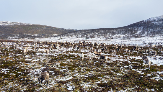 Picture shows Reindeers in the near of North Cape in Norway