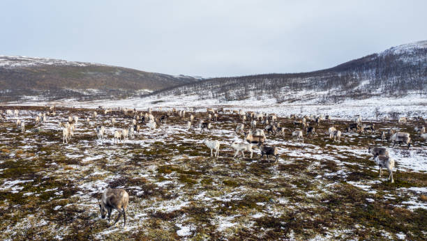 Reindeers in the near of North Cape in Norway stock photo