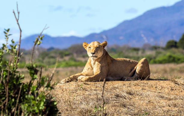 istock African lioness in Kenya 1127157384