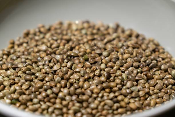 istock Hemp seeds in the bowl. 1127157797