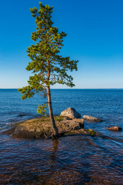 istock Pines cling to their roots for stones. 1127160427