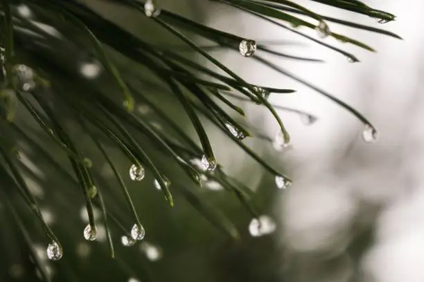 Morning dew and rain droplets on plants. Slovakia