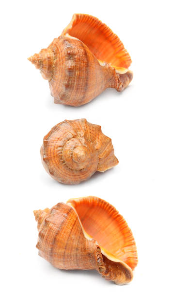 le queen conch lobatus gigas est une espèce de gros escargot de mer comestible de la mer des caraïbes. - vacations nature shell snail photos et images de collection