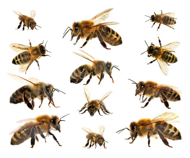 istock bee or honeybee isolated on the white background 1127162408