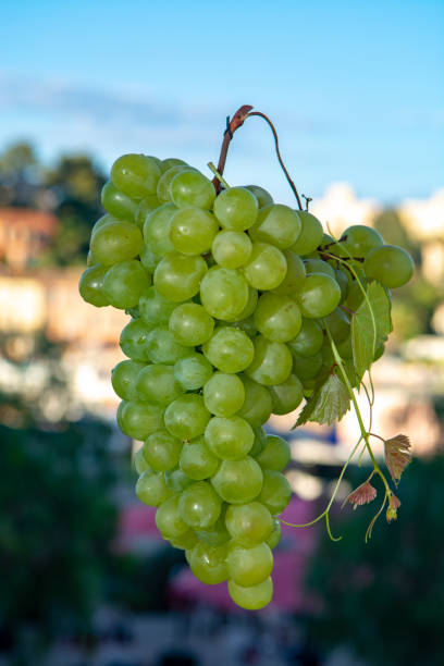 istock Ripe organic vine of white table seadless grape from Italy, new harvest 1127163169
