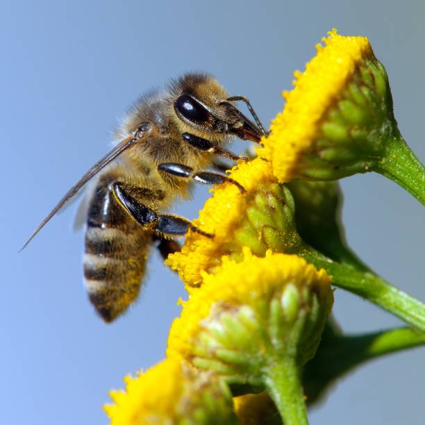 istock bee or honeybee on yellow flower 1127163551