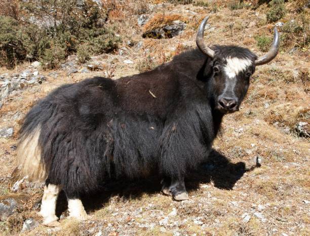 istock Black yak on the way to Everest base camp - Nepal 1127164227