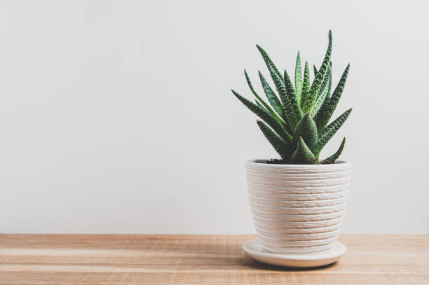 istock Aloe in a pot on a pale background 1127164255