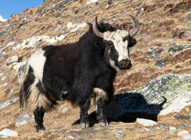 istock Black and white yak on the way to Everest base camp 1127164428