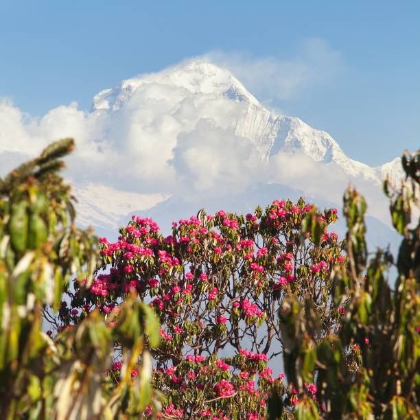 istock Mount Dhaulagiri and red rhododendron, Nepal Himalayas 1127164581