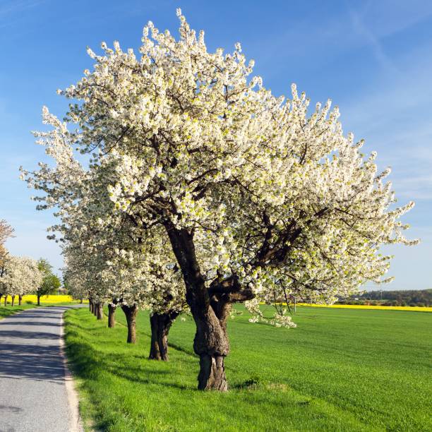 Cherry trees alley of beautiful flowering tree and road